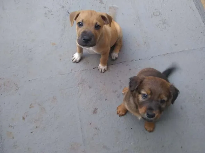 Cachorro raça  idade  nome Spike e scoboo