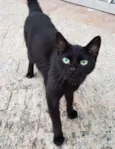 Pretinha