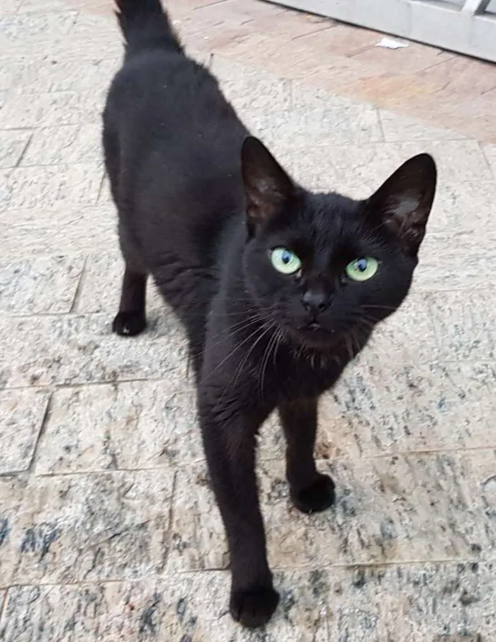 Gato ra a Srd idade 3 anos nome Pretinha