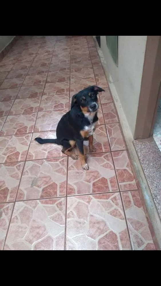 Cachorro ra a Blue Heller misturado idade 7 a 11 meses nome Luke