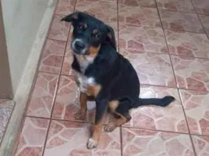 Cachorro raça Blue Heller misturado idade 7 a 11 meses nome Luke