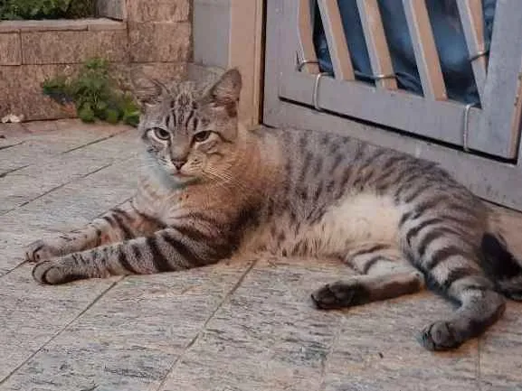 Gato ra a Srd idade 3 anos nome Pretinha