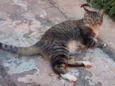Pretinha