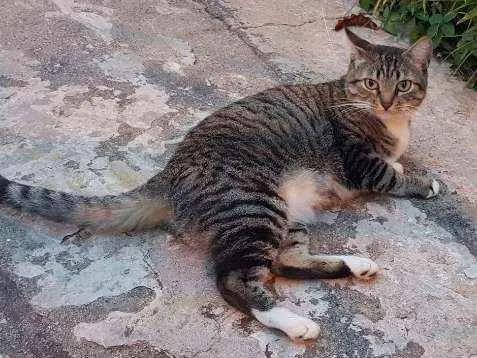 Gato ra a Srd idade 3 anos nome Pretinha