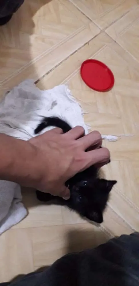 Gato ra a Sem definição  idade Abaixo de 2 meses nome Sem nome