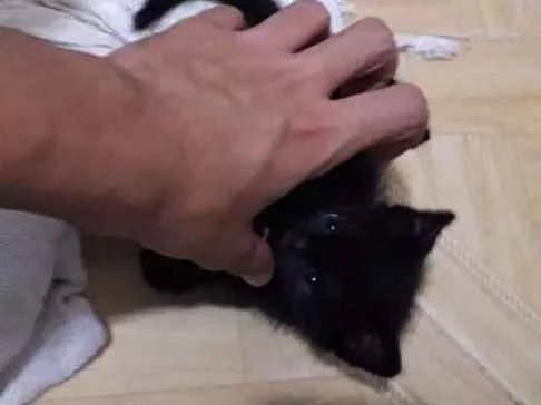 Gato ra a Sem definição  idade Abaixo de 2 meses nome Sem nome