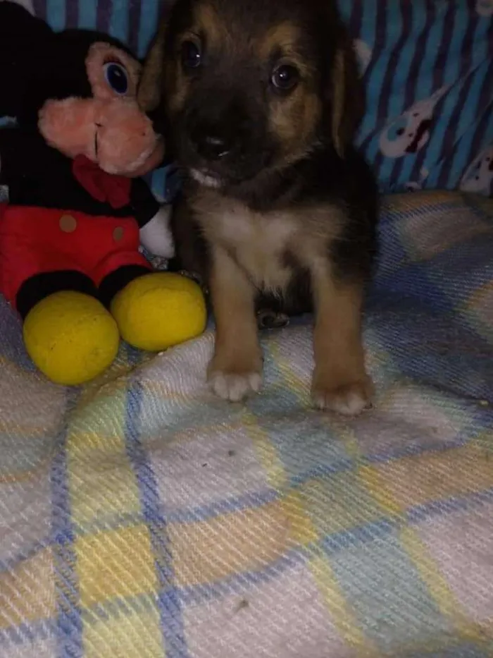 Cachorro ra a Srd idade Abaixo de 2 meses nome Sem nome