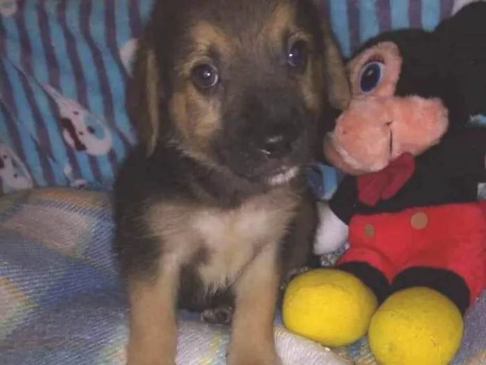 Cachorro ra a Srd idade Abaixo de 2 meses nome Sem nome