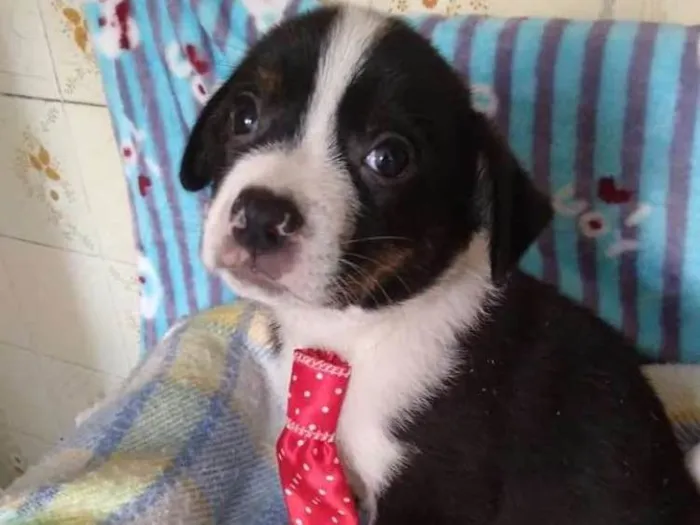 Cachorro ra a Srd idade Abaixo de 2 meses nome Sem nome