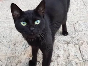 Gato raça Srd idade 3 anos nome Pretinha