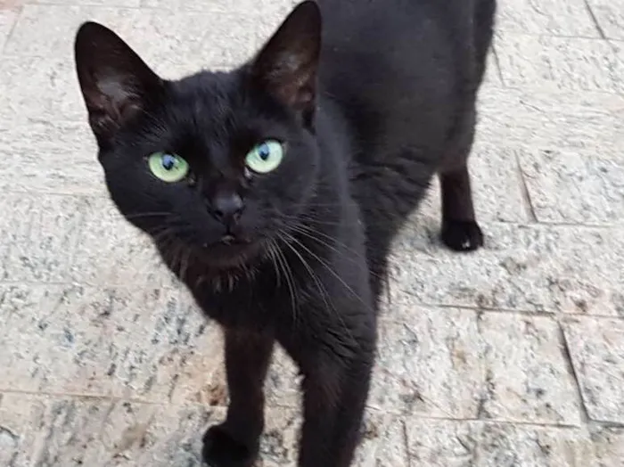 Gato ra a Srd idade 3 anos nome Pretinha