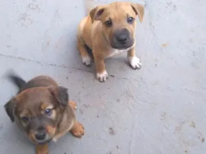 Cachorro raça  idade  nome Spike e scoboo
