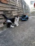 Gatinho brincalhão