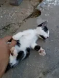 Gatinho brincalhão