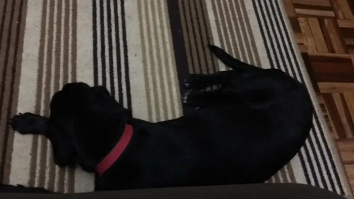 Cachorro raça Sem raça definida  idade 2 anos nome Luna 