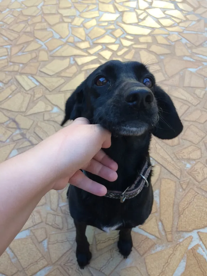 Cachorro raça Sem raça definida  idade 2 anos nome Luna 