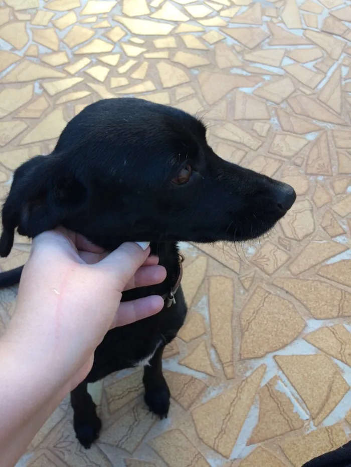 Cachorro raça Sem raça definida  idade 2 anos nome Luna 