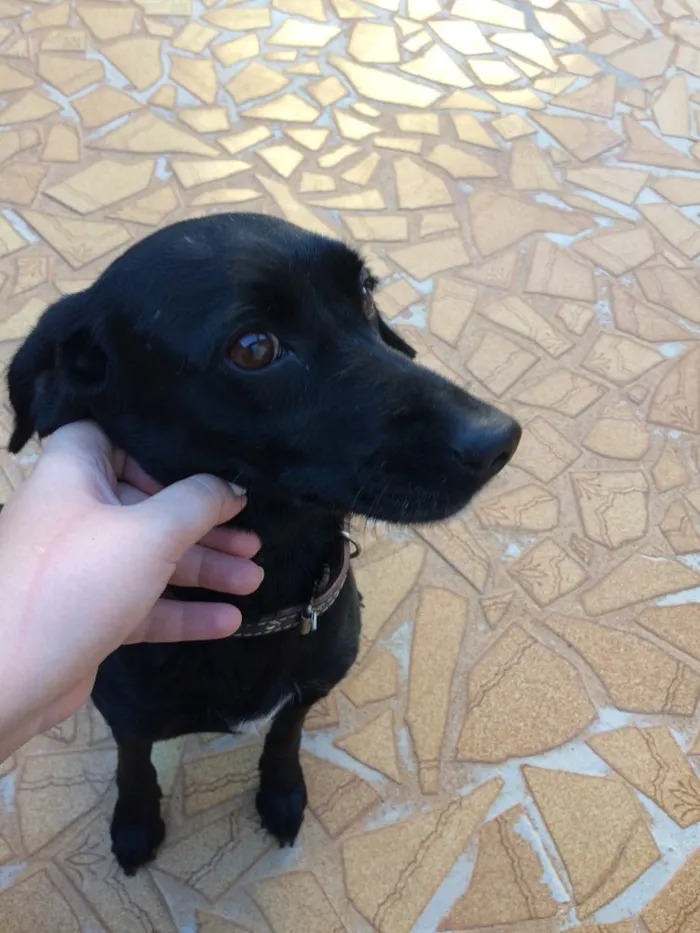 Cachorro raça Sem raça definida  idade 2 anos nome Luna 