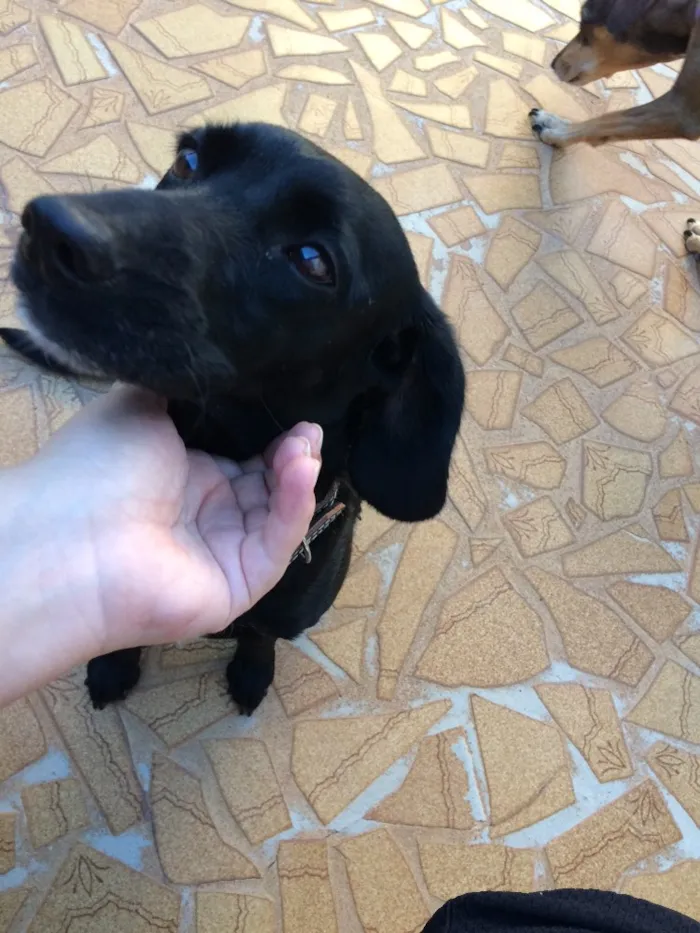 Cachorro raça Sem raça definida  idade 2 anos nome Luna 