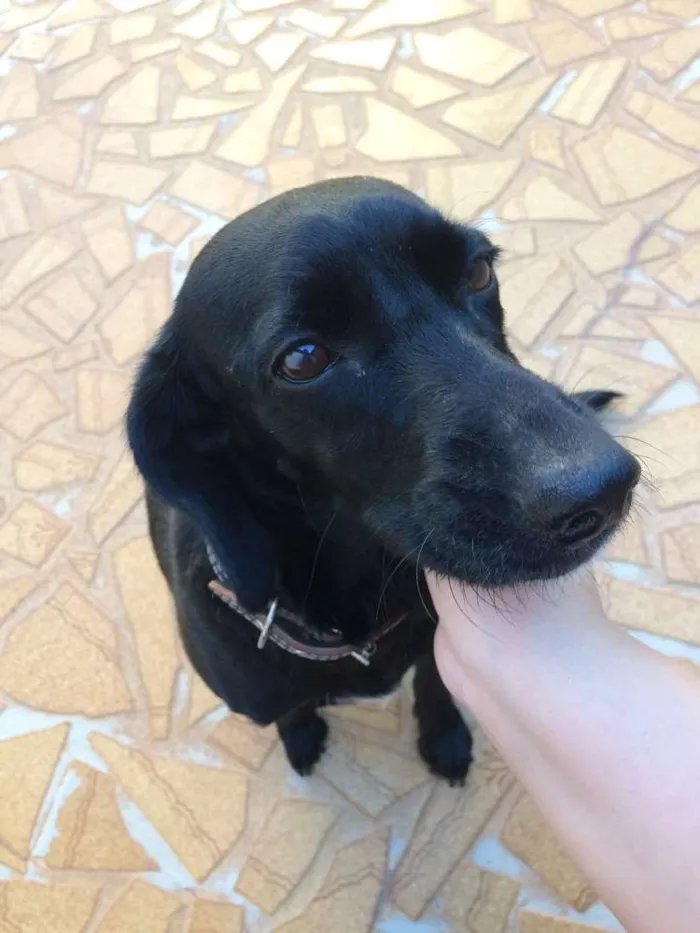 Cachorro raça Sem raça definida  idade 2 anos nome Luna 