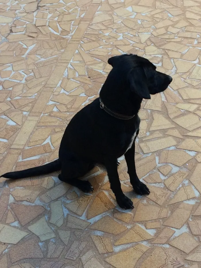 Cachorro raça Sem raça definida  idade 2 anos nome Luna 