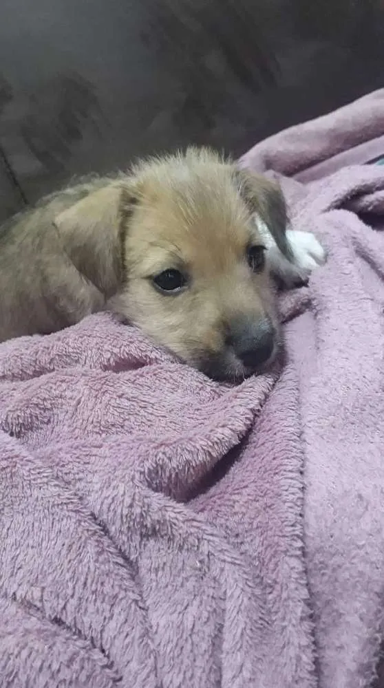 Cachorro ra a Vira lata idade Abaixo de 2 meses nome Sem nome