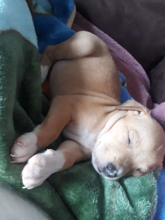 Cachorro ra a Vira lata idade Abaixo de 2 meses nome Sem nome