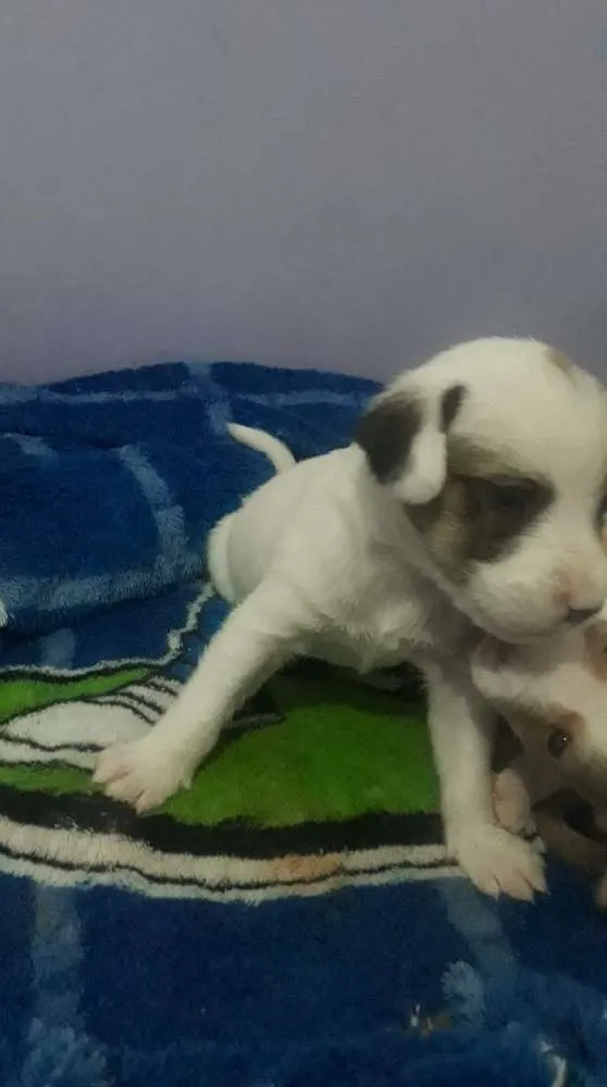 Cachorro ra a Vira lata idade Abaixo de 2 meses nome Sem nome