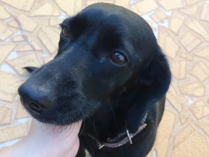 Cachorro raça Sem raça definida  idade 2 anos nome Luna 