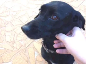 Cachorro raça Sem raça definida  idade 2 anos nome Luna 
