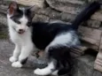 Gatinho brincalhão