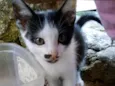 Gatinho brincalhão