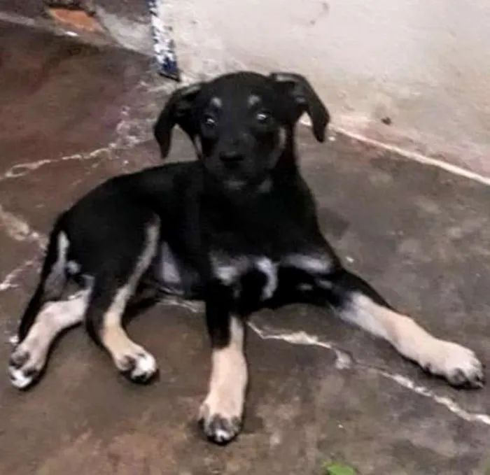 Cachorro ra a SRD idade 2 a 6 meses nome Pretinha