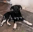 Pretinha