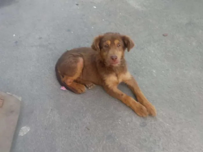 Cachorro ra a SRD idade 2 a 6 meses nome Chocolate