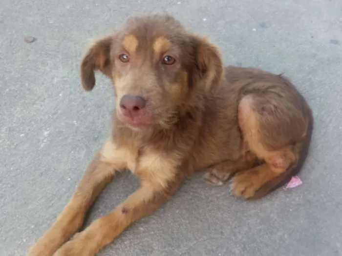 Cachorro ra a SRD idade 2 a 6 meses nome Chocolate