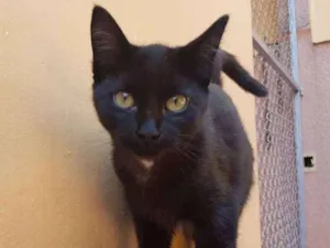 Gato raça SRD idade 2 a 6 meses nome Glitter