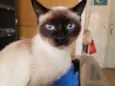 Aquarela