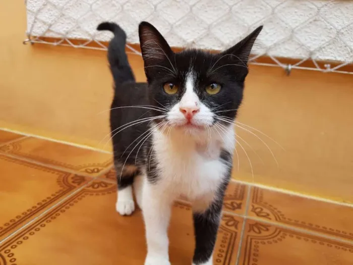 Gato ra a SRD idade 2 a 6 meses nome Crayon