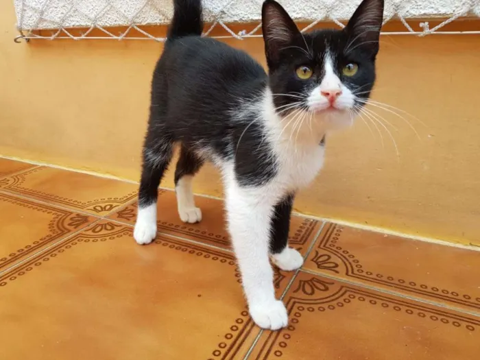 Gato ra a SRD idade 2 a 6 meses nome Crayon