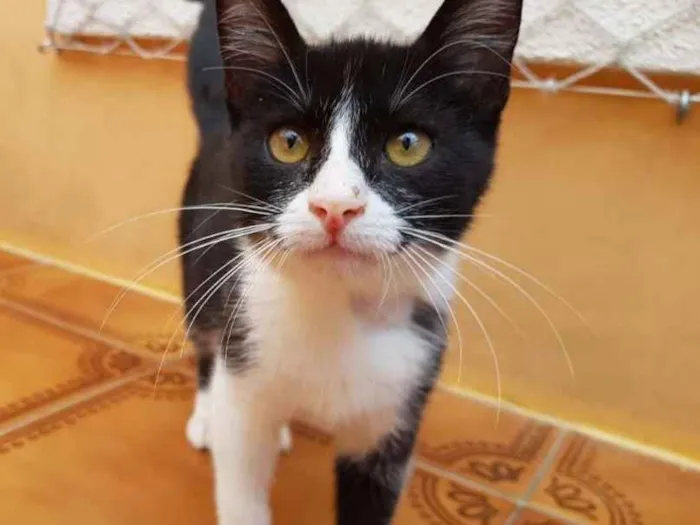 Gato ra a SRD idade 2 a 6 meses nome Crayon