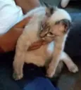 Luna Linda e fofa