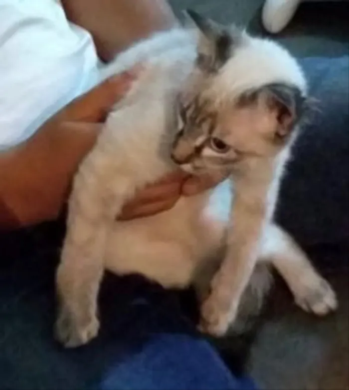 Gato ra a Siamês  idade 2 a 6 meses nome Luna Linda e fofa