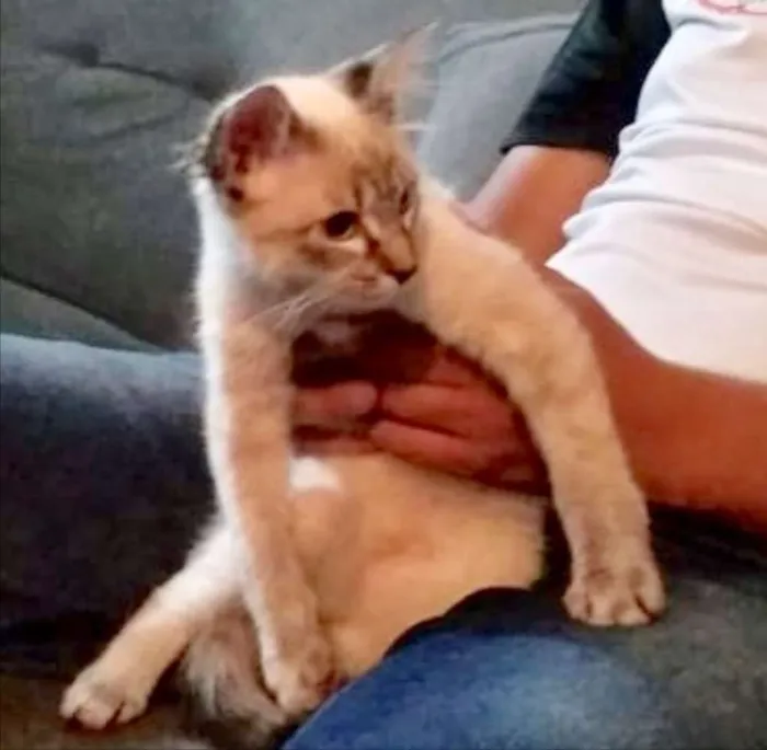 Gato ra a Siamês  idade 2 a 6 meses nome Luna Linda e fofa