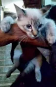 Luna Linda e fofa