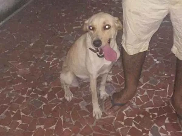 Cachorro ra a Labrador mestiço idade 3 anos nome Mel