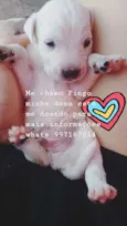 Pingo