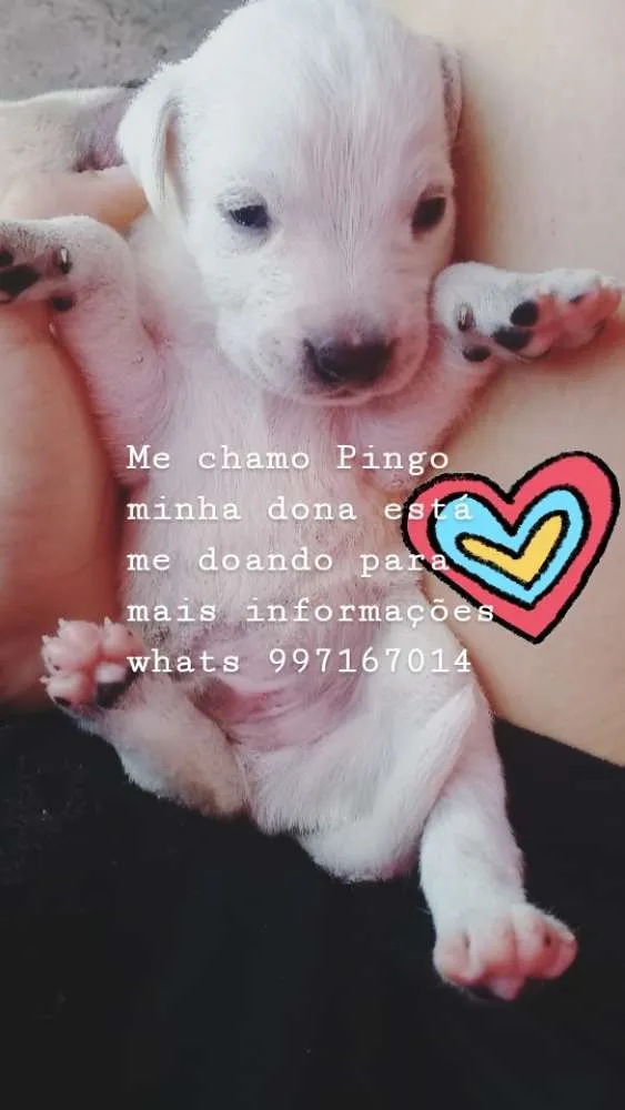 Cachorro ra a Capa preta com vira lata  idade Abaixo de 2 meses nome Pingo