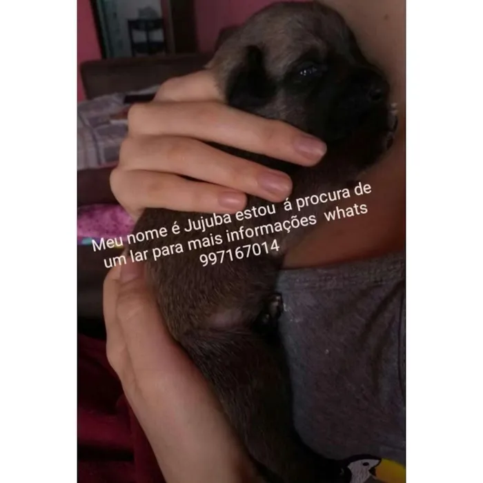 Cachorro ra a Capa preta com vira lata  idade Abaixo de 2 meses nome Jujuba 