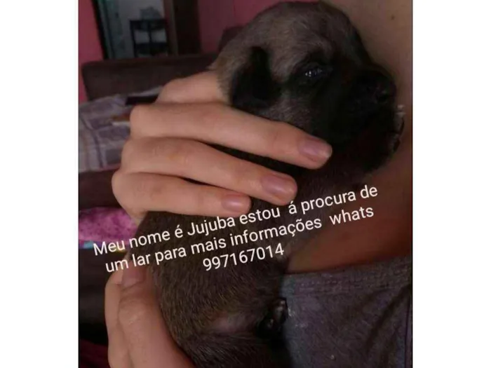 Cachorro ra a Capa preta com vira lata  idade Abaixo de 2 meses nome Jujuba 